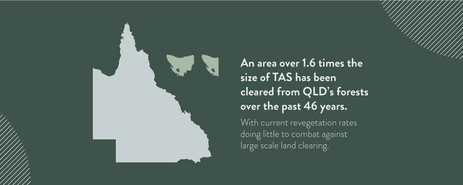 Deforestation
An area over 1.6 times the size of TAS has been cleared from QLD’s forests over the past 46 years. With current revegetation rates doing little to combat against large scale land clearing.